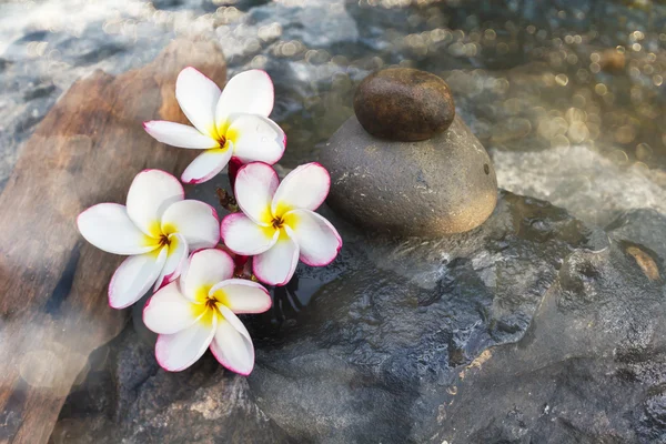 Květy keře nebo plumeria na kameni na stream s bokeh — Stock fotografie