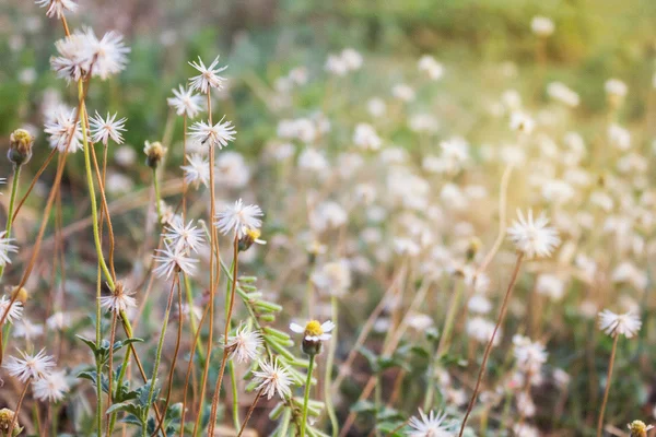 Texturfilter auf weißen Wildgrasblume in der Natur Ansicht — Stockfoto