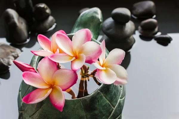 Sladký růžový květ plumeria nebo keře parta v želva tvaru v — Stock fotografie