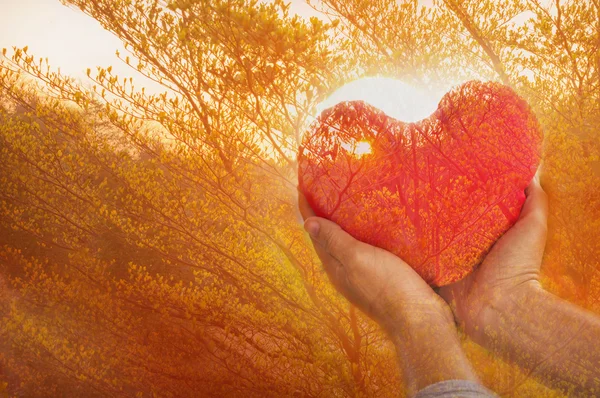 Eller ağaç Bush günbatımı arasında büyük kırmızı kalp