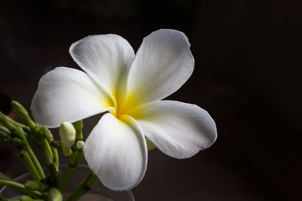 Piękny uroczy biały kwiat plumeria lub frangipani w ciemności — Zdjęcie stockowe