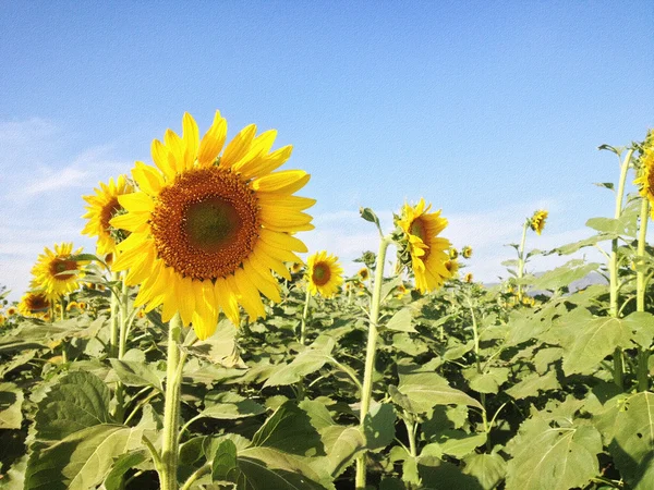 Textur Hintergrund von Sonnenblumenfeld und blauem Himmel — Stockfoto