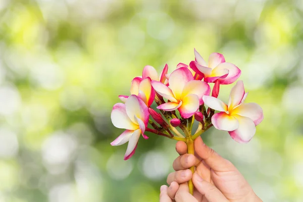 Rosa gelbe Blüten plumeria oder frangipani in den Händen auf bokeh gre — Stockfoto