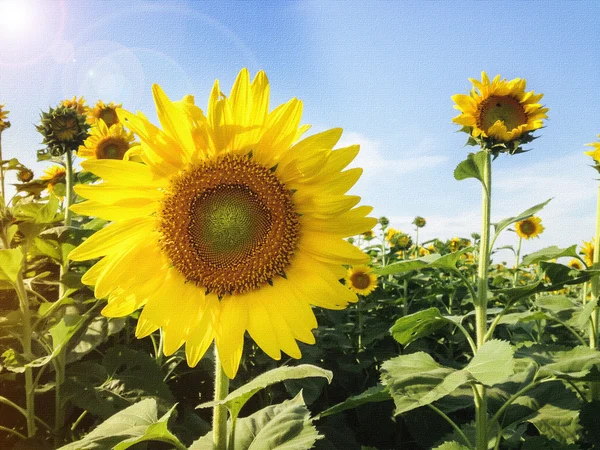 Textur Sonnenblume in Sonnenblumenfeld unter blauem Himmel Hintergrund — Stockfoto