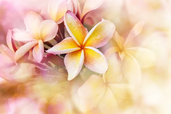 Pastel rosa violeta natureza fundo de frangipani ou plumeria f — Fotografia de Stock