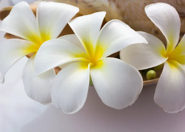 Witte bloem plumeria vintage en boutique zoekt spa decoratie — Stockfoto