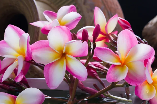 Pembe çiçek plumeria daha klasik görünüm spa dekorasyon için yapılan — Stok fotoğraf