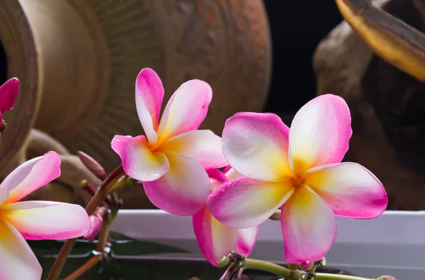 Rosa Blumen-Plumeria machte klassischeren Look für Spa-Dekoration — Stockfoto