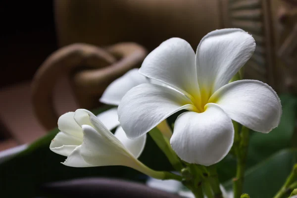Bílý květ plumeria parta s dekorace styl vintage a butik — Stock fotografie