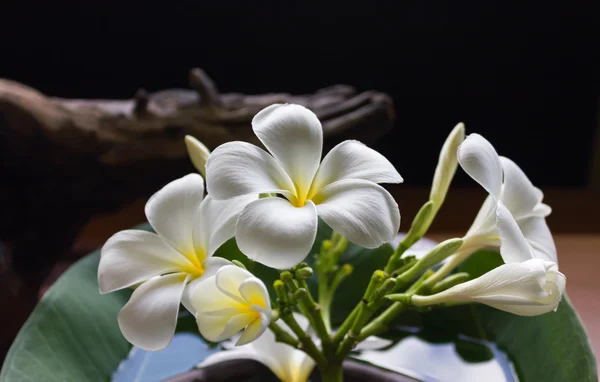 Bílý květ plumeria ve velkých klasických zdicích váza — Stock fotografie