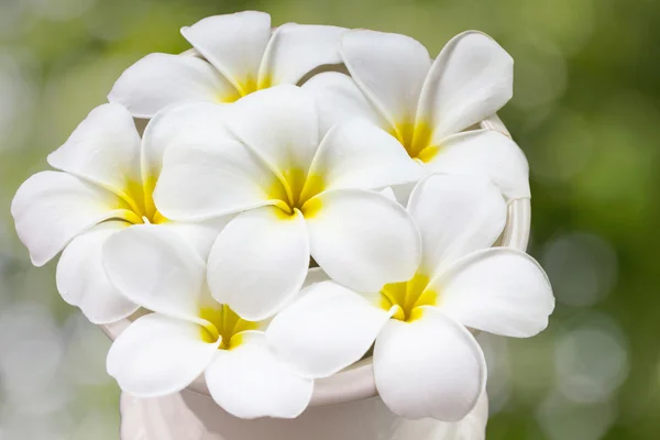 Plumeria fleur blanche dans grand vase classique sur bac nature — Photo