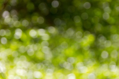 soyut de-odaklı veya ağaç bush bokeh için doğa yeşil arka plan bulanık