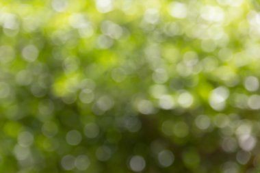 soyut de-odaklı veya ağaç bush bokeh için doğa yeşil arka plan bulanık