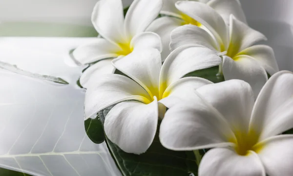 beyaz çiçek plumeria spa dekorasyon için su satışa çıkardı