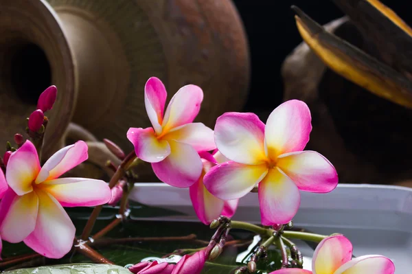 Roze bloem plumeria met vintage en boutique backgrouond voor spa decoratie — Stockfoto