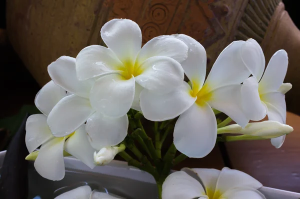 Beyaz çiçek plumeria vintage ve boutique spa dekorasyon için bak — Stok fotoğraf