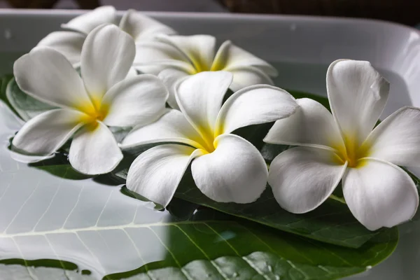 Plumeria flor branca flutuou na água para decoração spa — Fotografia de Stock