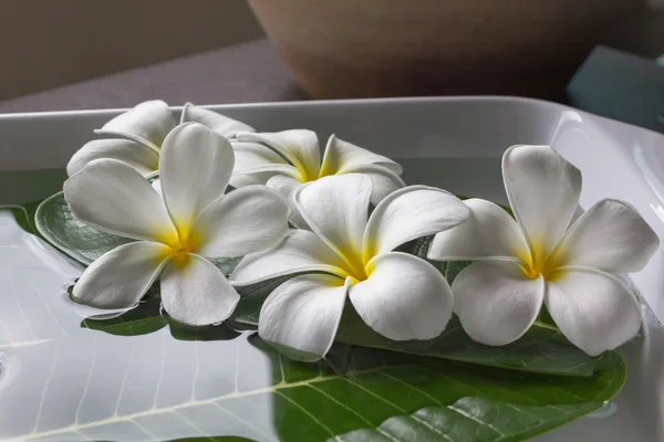 Bílý květ plumeria plaval na vodě pro lázně dekorace — Stock fotografie