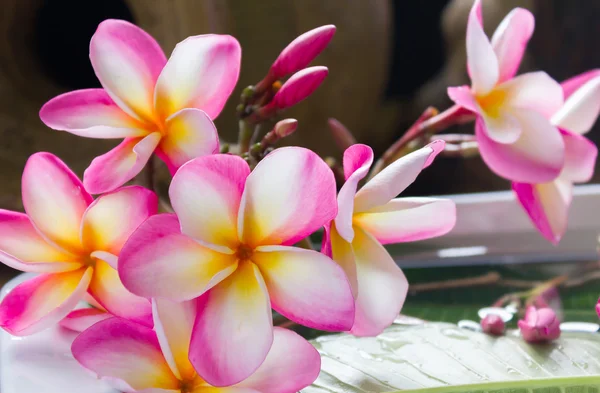 Plumeria kwiat z rocznika i boutique tło — Zdjęcie stockowe
