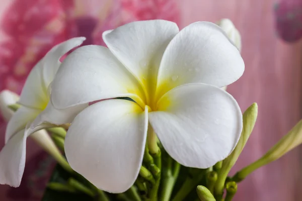 Closeup bílý květ květů plumeria nebo keře — Stock fotografie