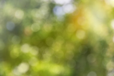 Taze sabah güneşli gün bokeh ağaç bush ve güneş ışığı