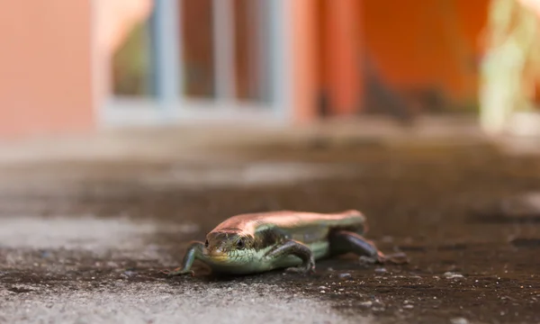 Скинк на полу, сцинковидная ящерица — стоковое фото