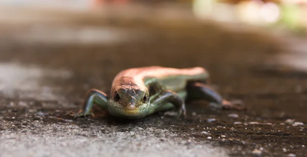 Skink en el suelo, lagarto centcoide —  Fotos de Stock