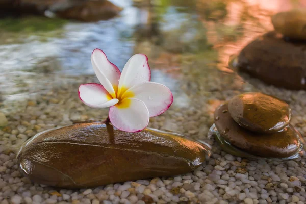 Plumeria lub frangipani urządzone na wody i żwir rock w zen — Zdjęcie stockowe