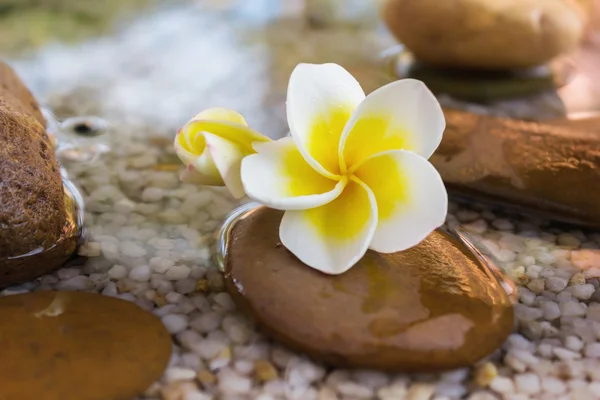 Plumeria ou frangipani decorado em água e pedra de seixo em estilo zen — Fotografia de Stock