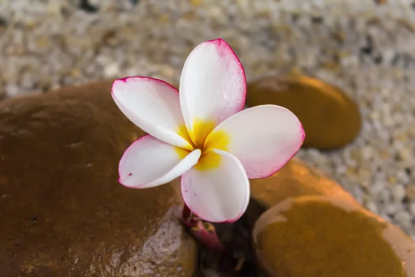 Plumeria eller frangipani inredda på vatten och pebble rock i zen — Stockfoto