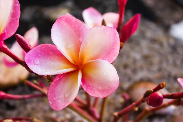 Lindo doce flor rosa plumeria cacho com relaxante e med — Fotografia de Stock