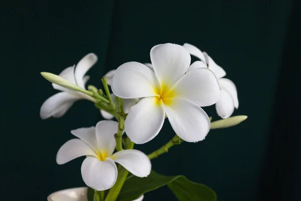 Izolovat krásné okouzlující plumeria bílý květ — Stock fotografie