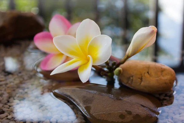 Plumeria eller frangipani inredda på vatten och pebble rock i zen — Stockfoto