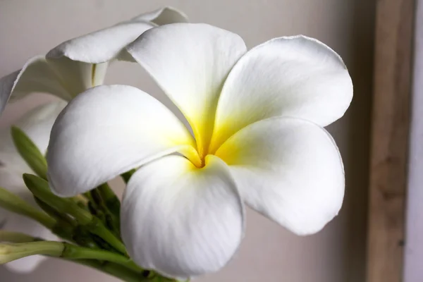 Close up eautiful charming white flower plumeria — Stock Photo, Image