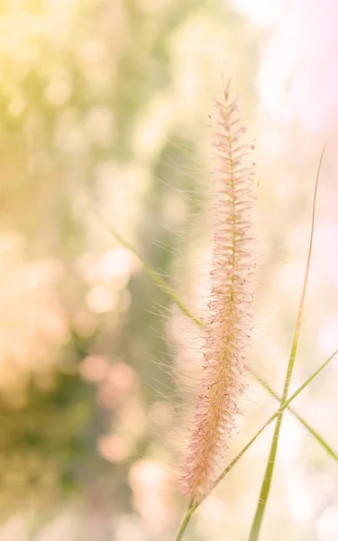 Schöne Grasblume in sanfter Stimmung inmitten der Natur Bokeh — Stockfoto