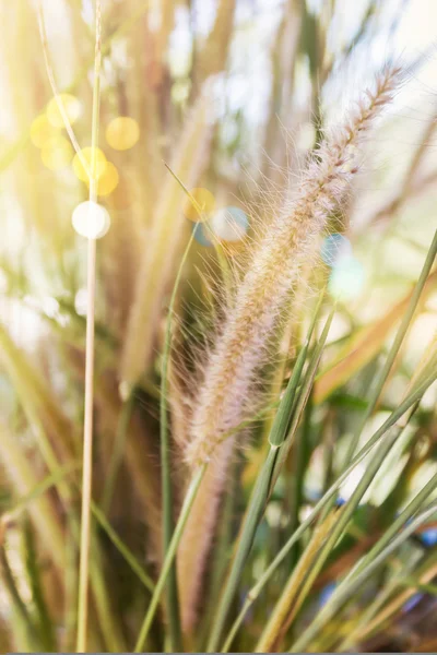 Schöne Grasblume in sanfter Stimmung inmitten der Natur Bokeh — Stockfoto