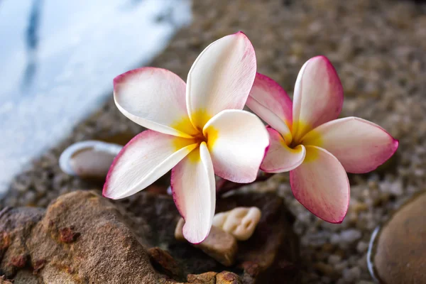 Flores plumeria ou frangipani na água e pedra de seixo para spa relaxar meditação humor fundo — Fotografia de Stock