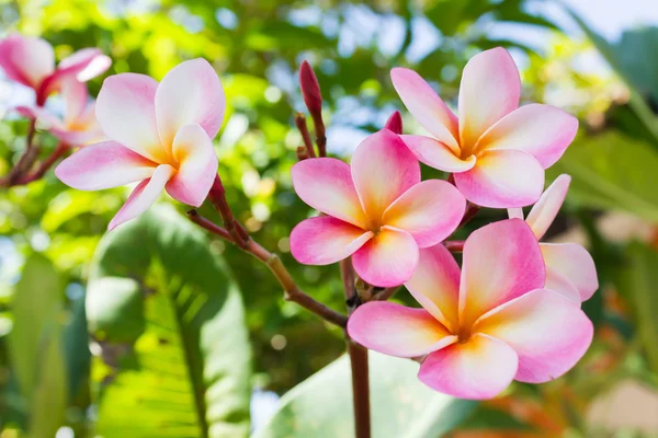 Tatlı Pembe çiçek plumeria grup ve doğal arka plan — Stok fotoğraf