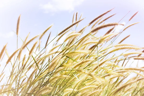 Schöne Grasblume in sanfter Stimmung mit süßer Farbe Himmel — Stockfoto