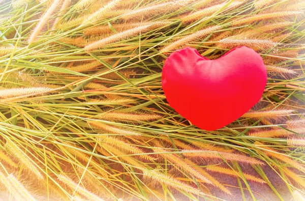 Romantic lovely valentine red heart on grass flower for love background