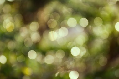 Taze yumuşak yeşil renk bokeh bush ağaç ve güneş ışığı