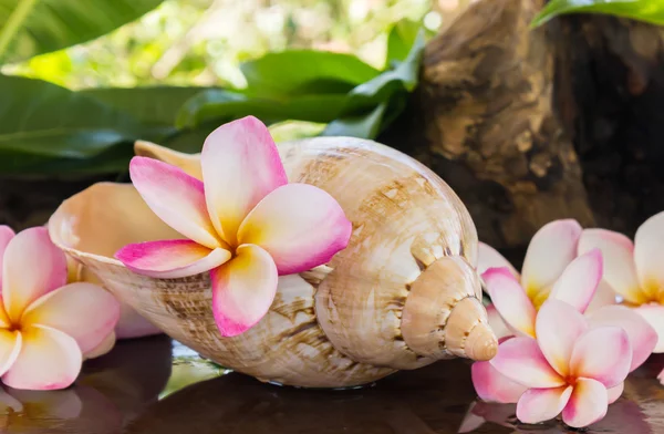 Voňavá květina plumeria nebo frangipany v moři lastura — Stock fotografie