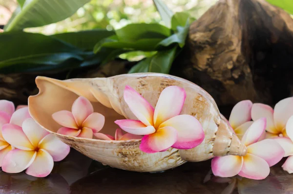 Voňavá květina plumeria nebo frangipany v moři lastura — Stock fotografie