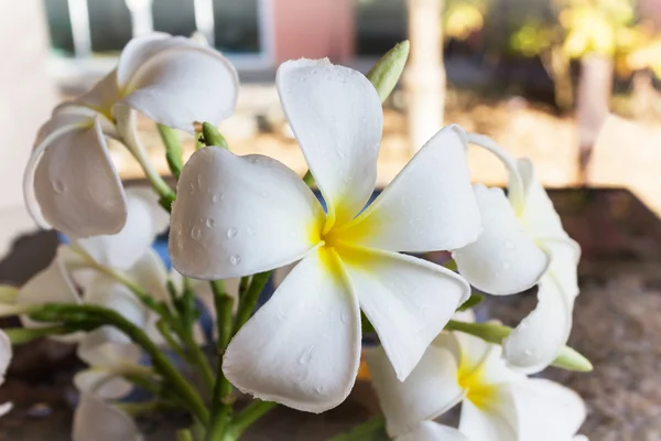 Cerrar eautiful encantadora flor blanca plumeria — Foto de Stock