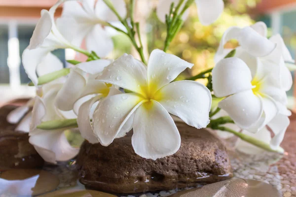 Fermer eautiful charme plumeria fleur blanche — Photo