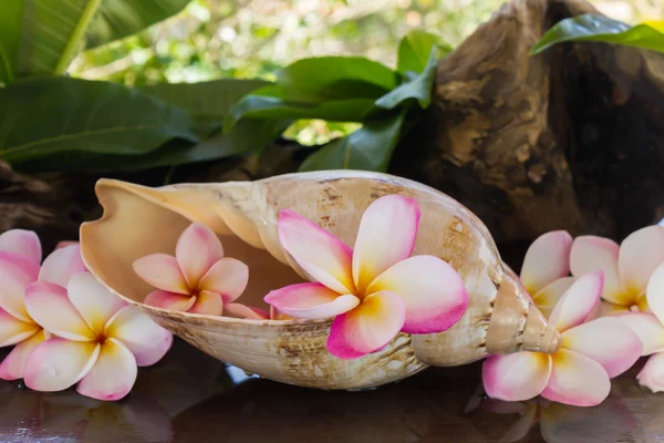 Rosa doftande blommor plumeria eller frangipany i skal conch — Stockfoto