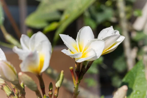 Gros plan belle fleur blanche charmante plumeria — Photo