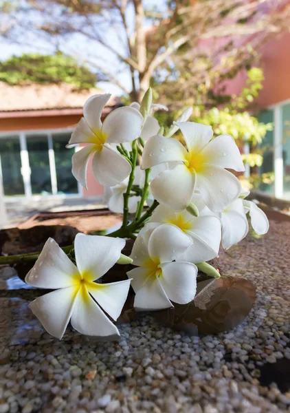 Belle plumeria fleur blanche décorée dans le coin de la maison — Photo