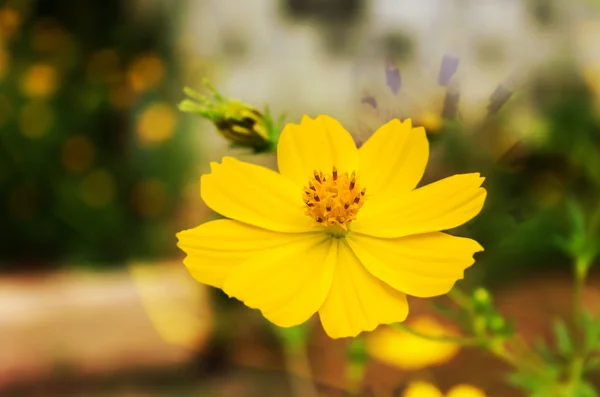 Schöner einzelner gelber Blume Schwefel Kosmos — Stockfoto