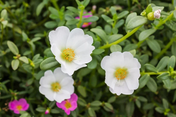 白色苔藓玫瑰, 紫苏或太阳植物花 — 图库照片
